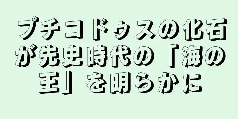 プチコドゥスの化石が先史時代の「海の王」を明らかに