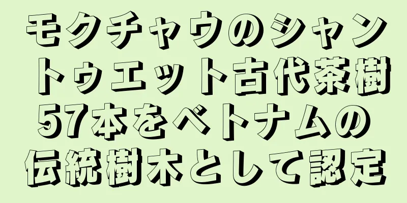 モクチャウのシャントゥエット古代茶樹57本をベトナムの伝統樹木として認定