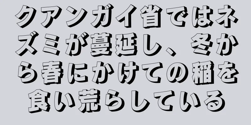 クアンガイ省ではネズミが蔓延し、冬から春にかけての稲を食い荒らしている