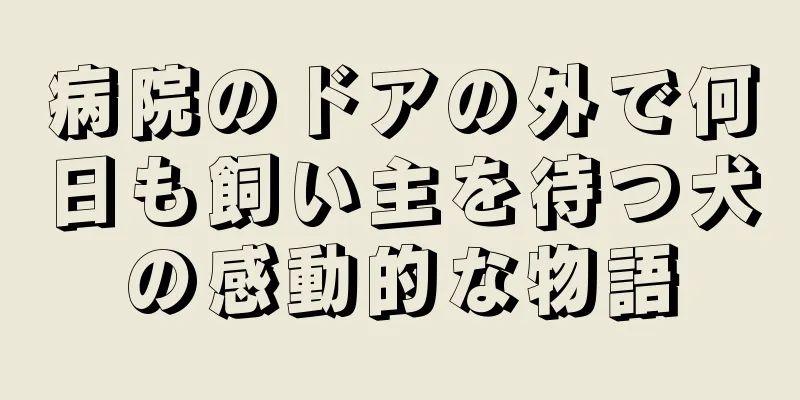 病院のドアの外で何日も飼い主を待つ犬の感動的な物語
