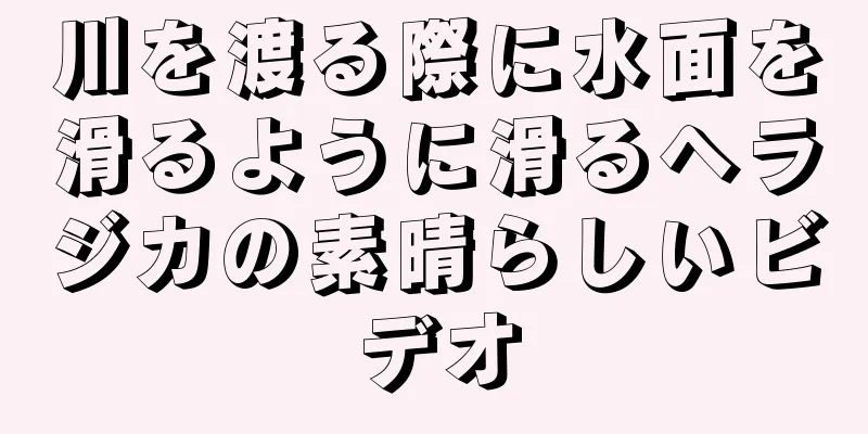 川を渡る際に水面を滑るように滑るヘラジカの素晴らしいビデオ